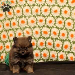 Kip, Pomeranian Puppy